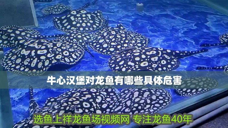 牛心漢堡對龍魚有哪些具體危害
