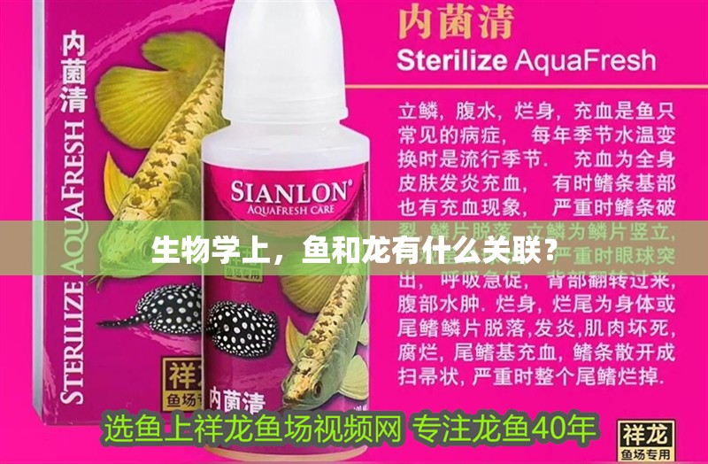 生物學上，魚和龍有什么關聯？