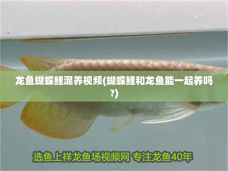 龍魚蝴蝶鯉混養視頻(蝴蝶鯉和龍魚能一起養嗎?)