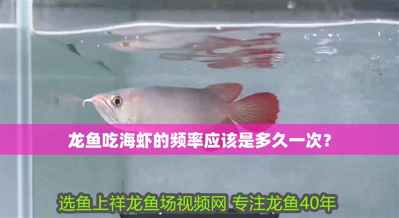 龍魚吃海蝦的頻率應該是多久一次？