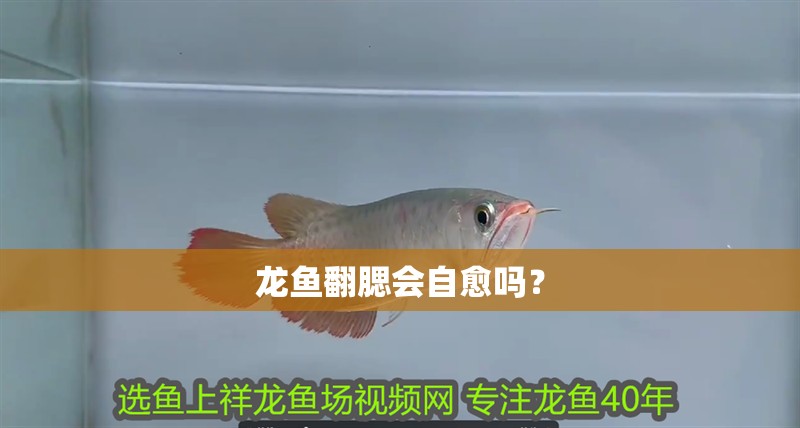 龍魚翻腮會自愈嗎？