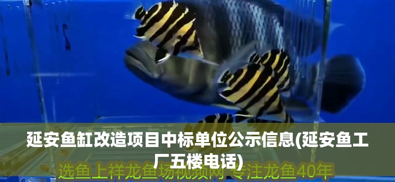 延安魚缸改造項目中標單位公示信息(延安魚工廠五樓電話)