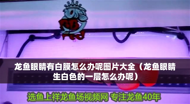 龍魚眼睛有白膜怎么辦呢圖片大全（龍魚眼睛生白色的一層怎么辦呢）