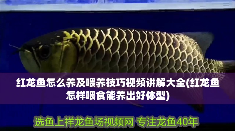 紅龍魚怎么養及喂養技巧視頻講解大全(紅龍魚怎樣喂食能養出好體型)