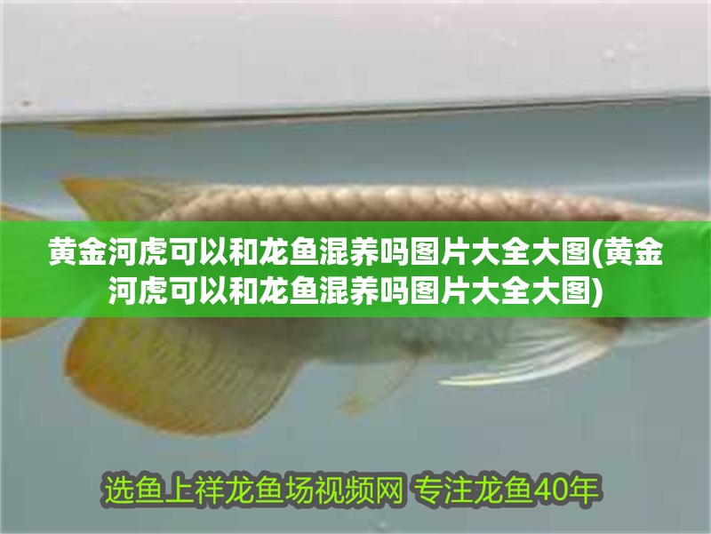 黃金河虎可以和龍魚混養嗎圖片大全大圖(黃金河虎可以和龍魚混養嗎圖片大全大圖)