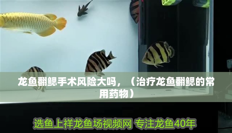龍魚翻鰓手術風險大嗎，（治療龍魚翻鰓的常用藥物） 龍魚翻鰓手術風險大嗎，（治療龍魚翻鰓的常用藥物） 龍魚百科