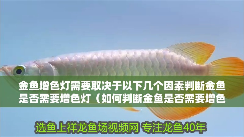 金魚增色燈需要取決于以下幾個(gè)因素判斷金魚是否需要增色燈（如何判斷金魚是否需要增色燈）