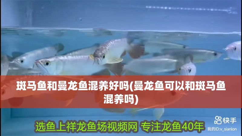 斑馬魚和曼龍魚混養(yǎng)好嗎(曼龍魚可以和斑馬魚混養(yǎng)嗎)