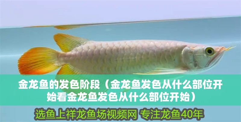 金龍魚的發色階段（金龍魚發色從什么部位開始看金龍魚發色從什么部位開始）