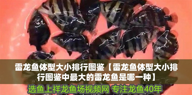 雷龍魚體型大小排行圖鑒【雷龍魚體型大小排行圖鑒中最大的雷龍魚是哪一種】 雷龍魚體型大小排行圖鑒【雷龍魚體型大小排行圖鑒中最大的雷龍魚是哪一種】 觀賞魚百科