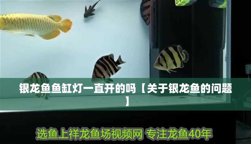 銀龍魚魚缸燈一直開的嗎【關(guān)于銀龍魚的問題】 銀龍魚魚缸燈一直開的嗎【關(guān)于銀龍魚的問題】 觀賞魚百科