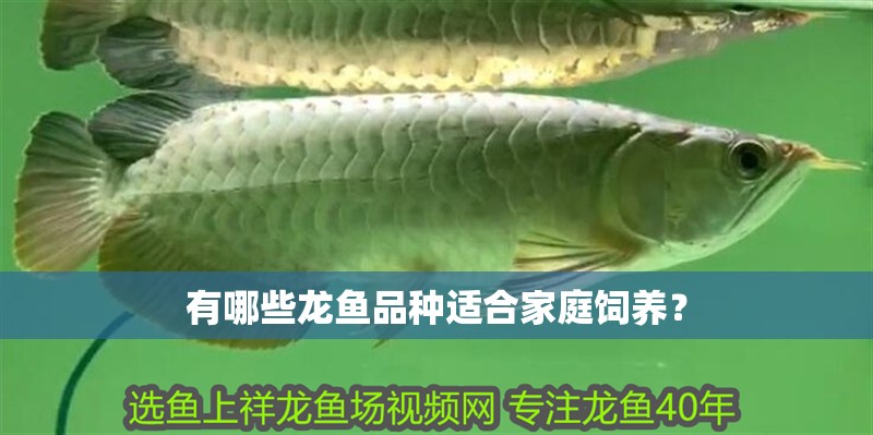 有哪些龍魚品種適合家庭飼養？