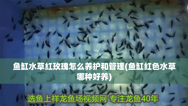 魚缸水草紅玫瑰怎么養(yǎng)護(hù)和管理(魚缸紅色水草哪種好養(yǎng))