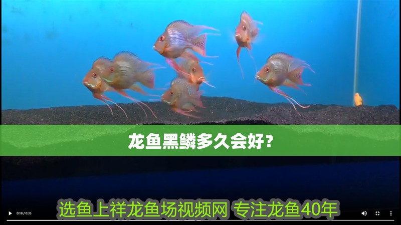龍魚黑鱗多久會好？