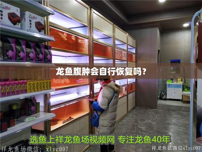 龍魚(yú)腹腫會(huì)自行恢復(fù)嗎？