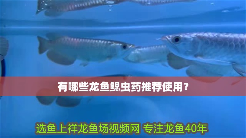 有哪些龍魚鰓蟲藥推薦使用？
