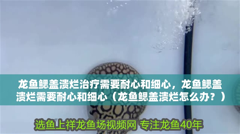 龍魚鰓蓋潰爛治療需要耐心和細心，龍魚鰓蓋潰爛需要耐心和細心（龍魚鰓蓋潰爛怎么辦？） 龍魚鰓蓋潰爛治療需要耐心和細心，龍魚鰓蓋潰爛需要耐心和細心（龍魚鰓蓋潰爛怎么辦？） 龍魚百科