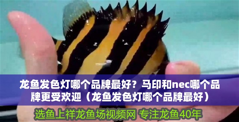 龍魚發色燈哪個品牌最好？馬印和nec哪個品牌更受歡迎（龍魚發色燈哪個品牌最好）