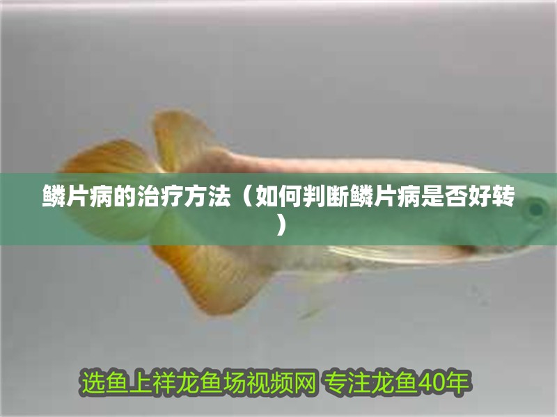 鱗片病的治療方法（如何判斷鱗片病是否好轉）