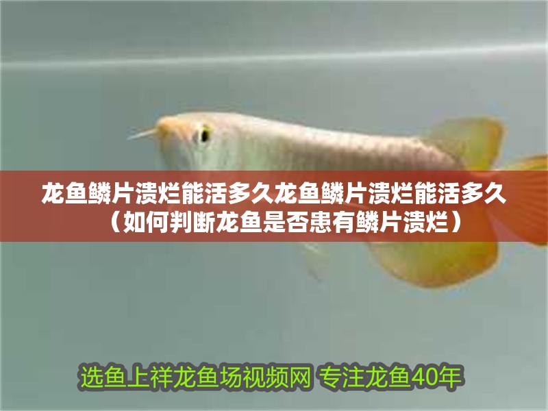 龍魚鱗片潰爛能活多久龍魚鱗片潰爛能活多久（如何判斷龍魚是否患有鱗片潰爛）