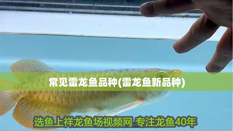 常見雷龍魚品種(雷龍魚新品種)