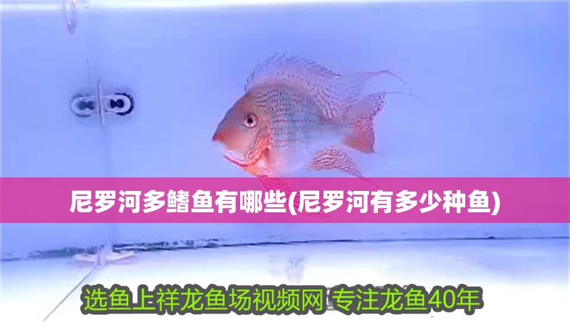 尼羅河多鰭魚有哪些(尼羅河有多少種魚)