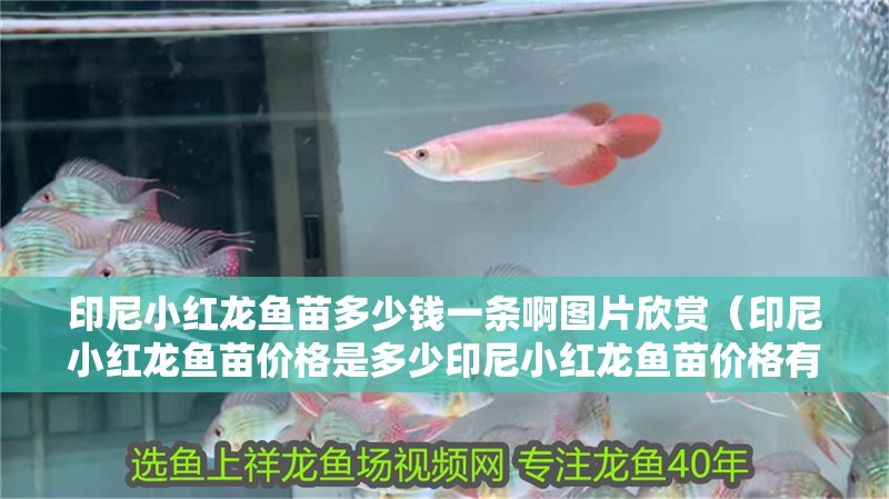 印尼小紅龍魚苗多少錢一條啊圖片欣賞（印尼小紅龍魚苗價格是多少印尼小紅龍魚苗價格有波動嗎）