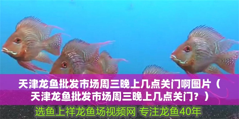 天津龍魚批發市場周三晚上幾點關門啊圖片（天津龍魚批發市場周三晚上幾點關門？）