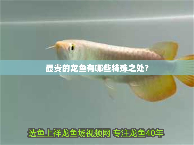 最貴的龍魚有哪些特殊之處？