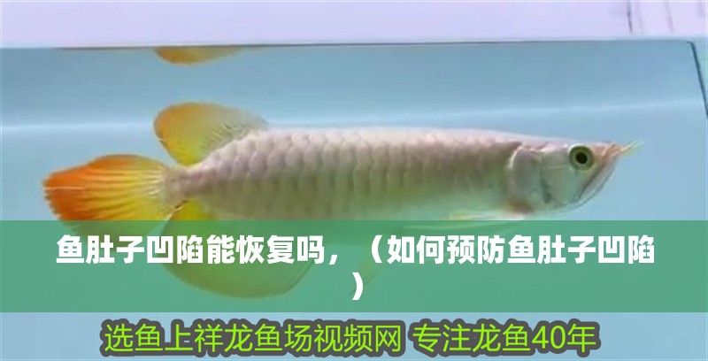 魚肚子凹陷能恢復(fù)嗎，（如何預(yù)防魚肚子凹陷）