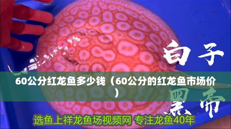 60公分紅龍魚多少錢（60公分的紅龍魚市場價）