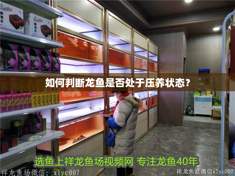 如何判斷龍魚是否處于壓養(yǎng)狀態(tài)？