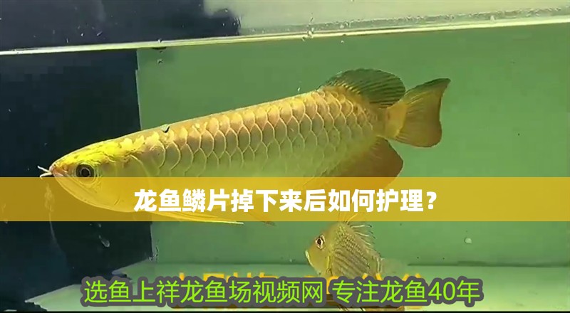 龍魚鱗片掉下來后如何護理？