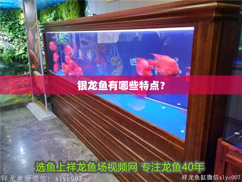 銀龍魚有哪些特點？