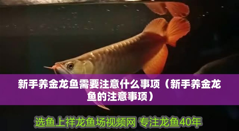 新手養(yǎng)金龍魚需要注意什么事項（新手養(yǎng)金龍魚的注意事項）