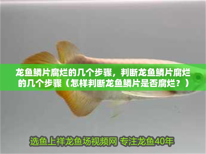 龍魚鱗片腐爛的幾個步驟，判斷龍魚鱗片腐爛的幾個步驟（怎樣判斷龍魚鱗片是否腐爛？）