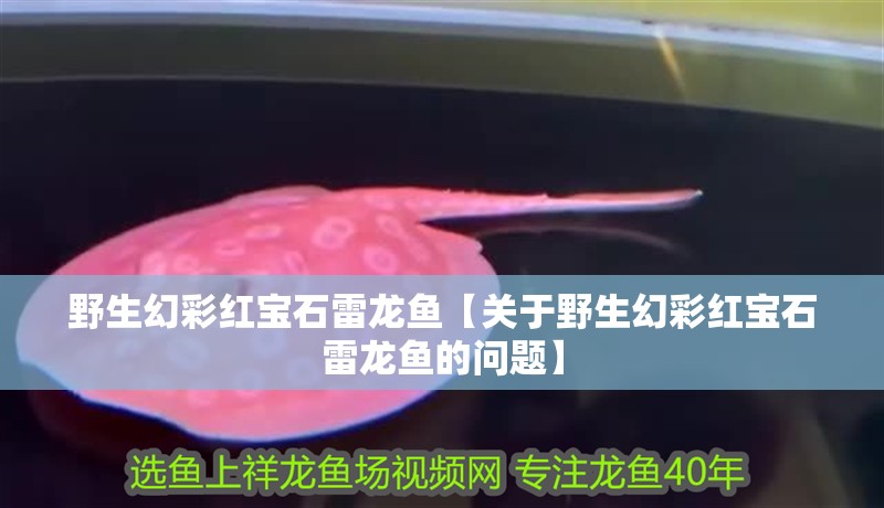 野生幻彩紅寶石雷龍魚(yú)【關(guān)于野生幻彩紅寶石雷龍魚(yú)的問(wèn)題】
