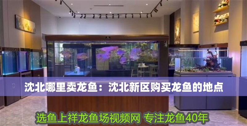 沈北哪里賣(mài)龍魚(yú)：沈北新區(qū)購(gòu)買(mǎi)龍魚(yú)的地點(diǎn)