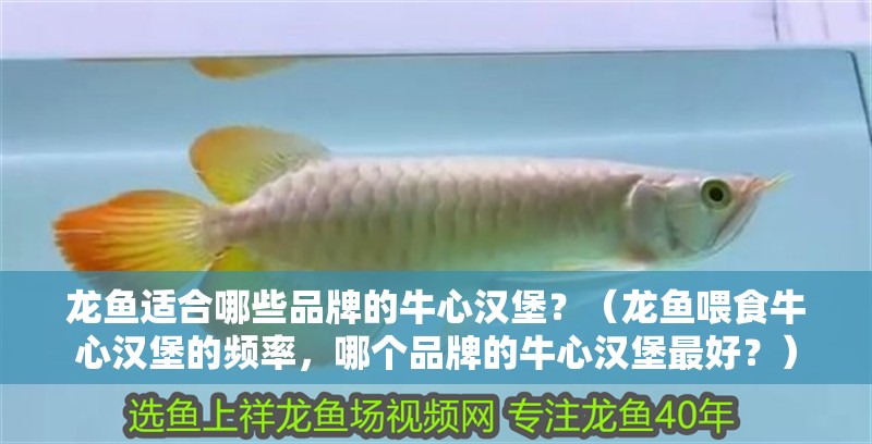 龍魚適合哪些品牌的牛心漢堡？（龍魚喂食牛心漢堡的頻率，哪個品牌的牛心漢堡最好？） 龍魚適合哪些品牌的牛心漢堡？（龍魚喂食牛心漢堡的頻率，哪個品牌的牛心漢堡最好？） 龍魚百科