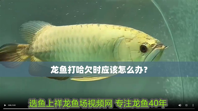 龍魚打哈欠時應(yīng)該怎么辦？