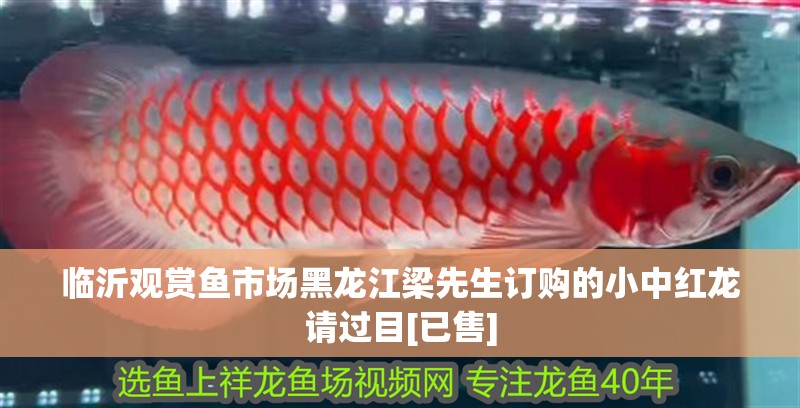 臨沂觀賞魚市場黑龍江梁先生訂購的小中紅龍請過目[已售]