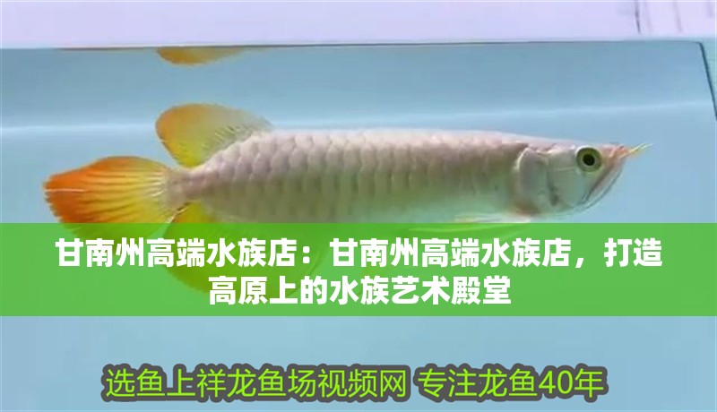 甘南州高端水族店：甘南州高端水族店，打造高原上的水族藝術殿堂