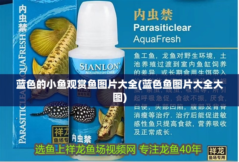 藍色的小魚觀賞魚圖片大全(藍色魚圖片大全大圖)
