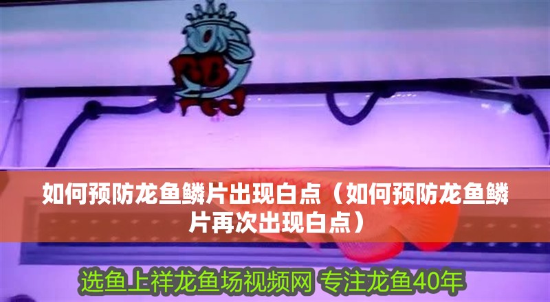 如何預防龍魚鱗片出現白點（如何預防龍魚鱗片再次出現白點）