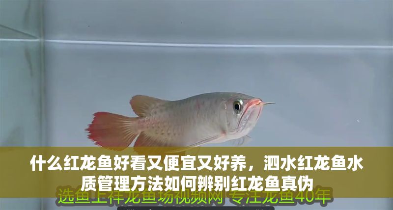 什么紅龍魚好看又便宜又好養，泗水紅龍魚水質管理方法如何辨別紅龍魚真偽