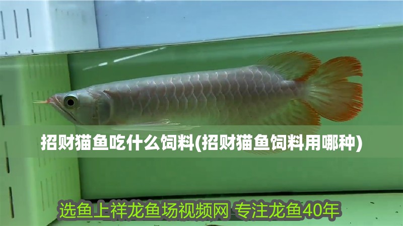 招財貓魚吃什么飼料(招財貓魚飼料用哪種)