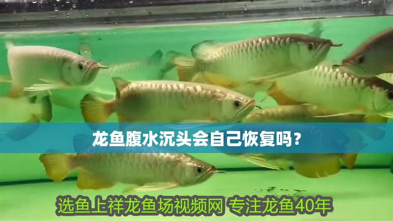 龍魚腹水沉頭會自己恢復嗎？