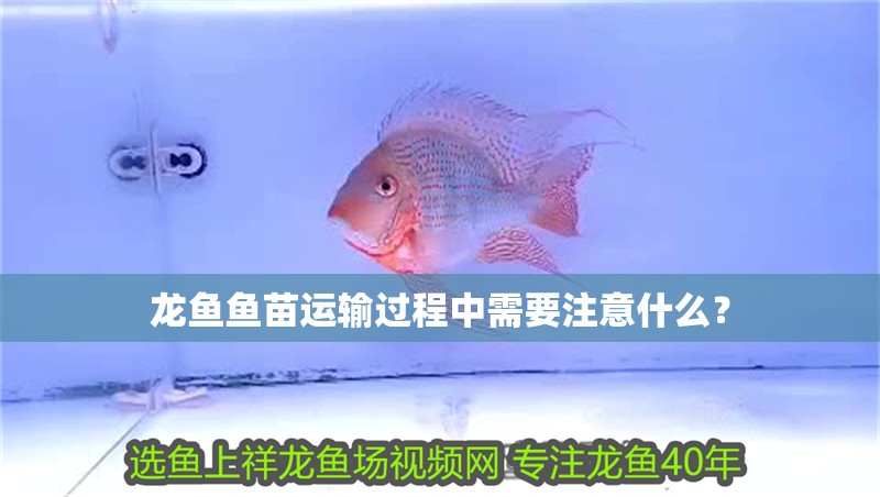 龍魚魚苗運輸過程中需要注意什么？ 龍魚魚苗運輸過程中需要注意什么？ 龍魚百科
