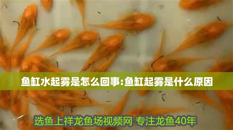 魚缸水起霧是怎么回事:魚缸起霧是什么原因