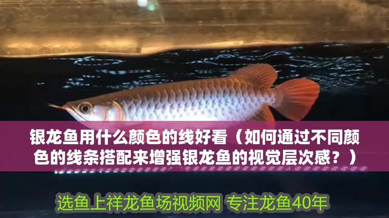 銀龍魚用什么顏色的線好看（如何通過(guò)不同顏色的線條搭配來(lái)增強(qiáng)銀龍魚的視覺(jué)層次感？）